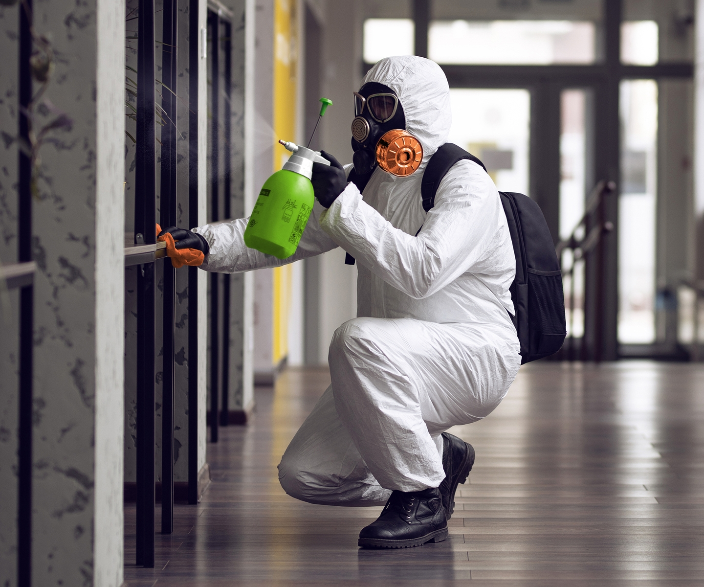 mold remediation